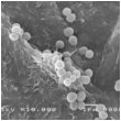 larocheposay-lipikar-baume-ap-microbiome