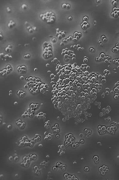 a close-up of bacterias with a scientific background