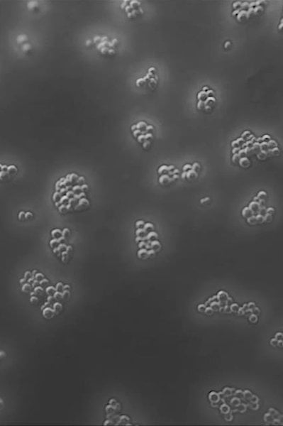 a diverse range of bacterias in a laboratory setting